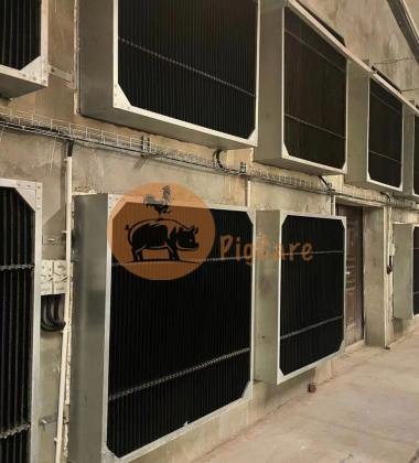 Bẩy ánh sáng gà con