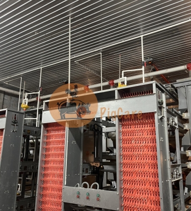 Thiết bị gà trứng chữ H