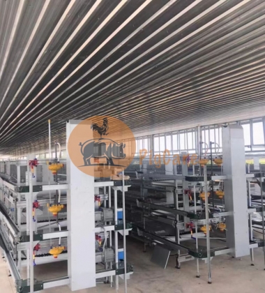 Thiết bị gà hậu bị 1 - 12 ngày tuổi