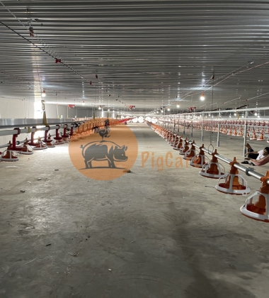 Thiết bị gà thịt