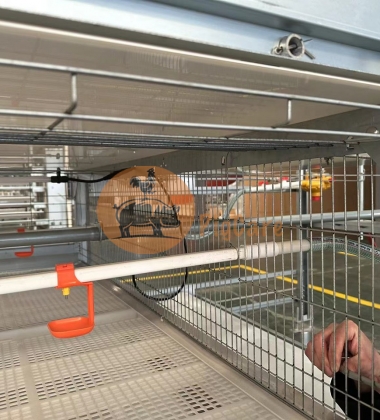 Hệ thống nuôi tầng gà thịt